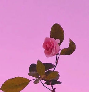 Meet your Posher, Lucy